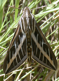 White-lined Sphinx